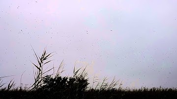 Tree Swallow Migration 1