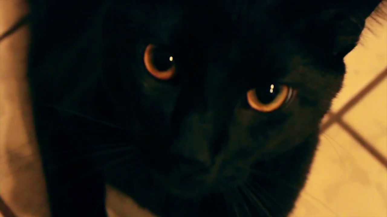 orange eyed black cat