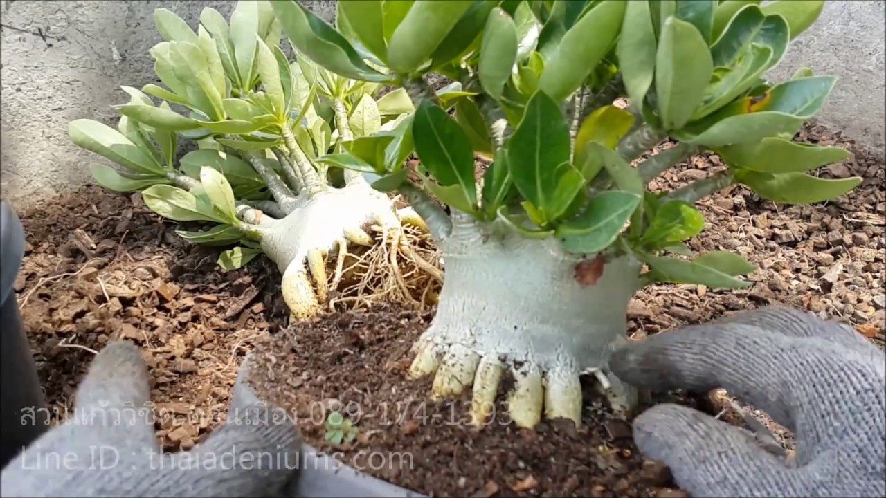 ขายชวนชม อาราบิคั่ม สินค้าตัวอย่าง