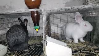 :      .##rabbit #.    .ǳ  !