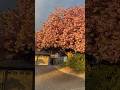 Pink Cherry Blossom Sunset Sparrow Chirping #CherryBlossoms
