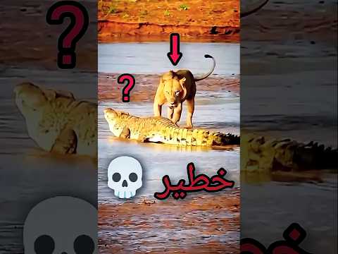 لقاء مرعب بين أسد وتمساح النهاية صادمة