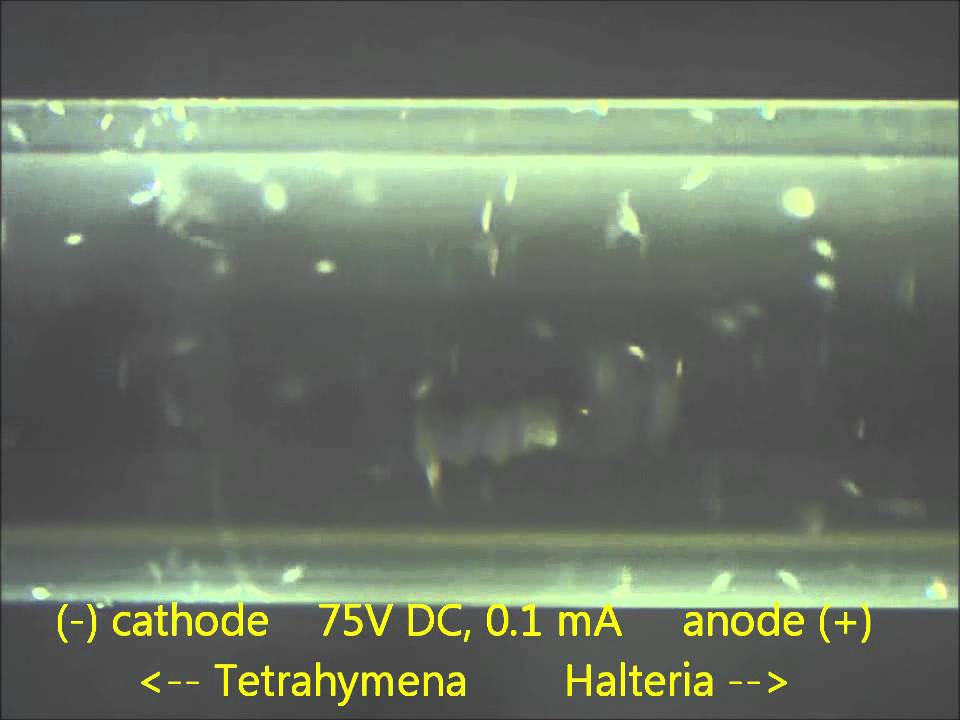 Galvanotaxis by Halteria sp. and Tetrahymena