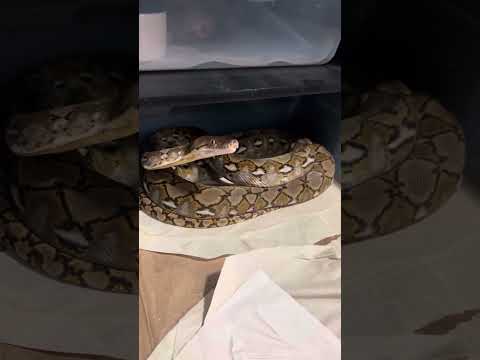 Hook Training Reticulated Pythons