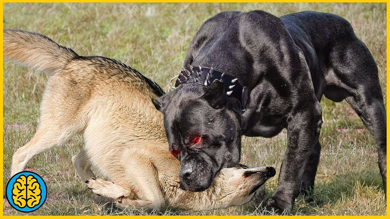 Top 10 Perros Con La Mordida Más Poderosa