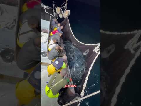 سحب شباك الصيد مع البحارة أسماك كبيرة وتعاون مذهل في البحر