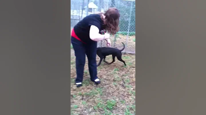 Betsy-Montgomery County Animal Control Clarksville...