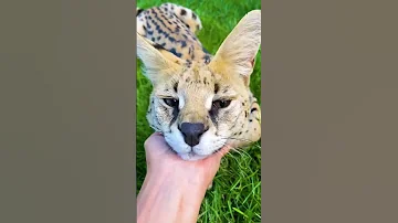 Сервал Один снова ласковый? Или это обман? 😼