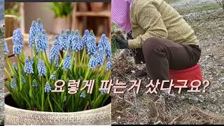 무스카리 화분 하나가 5년동안 엄청 번져 🤩 매년 집터 곳곳에 옮겨 심어요, 무한리필 같아요 😁