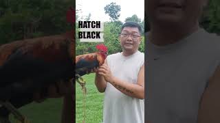 HATCH BLACK