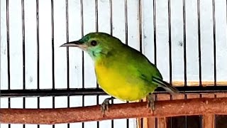 PANCINGAN-MASTERAN CUCAK KINOI-KINOI TROTOL NYRECET