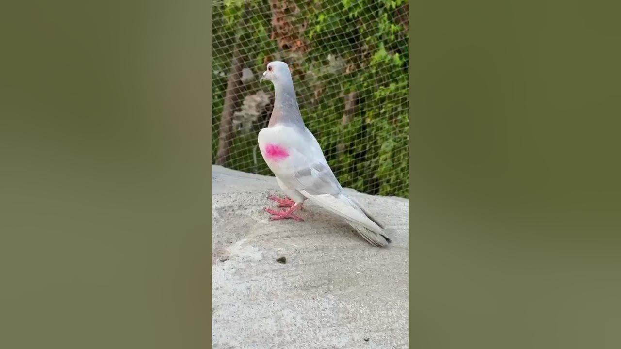 kabutar contact number  91 9560748014 #punjabi #pigeon Kabootar YouTube