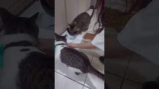 Feeding Meow Meow,Madaya Yung Isa
