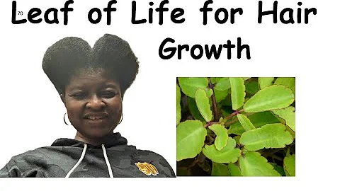 How to Use Miracle Leaf of Life for Hair Growth #hairgrowth #hairloss #hair