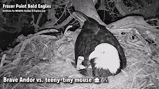 Fraser Point Eagles🦅Brave Andor Vs. Teeny-Tiny Mouse🐭⚔Explore.org 2022-03-03