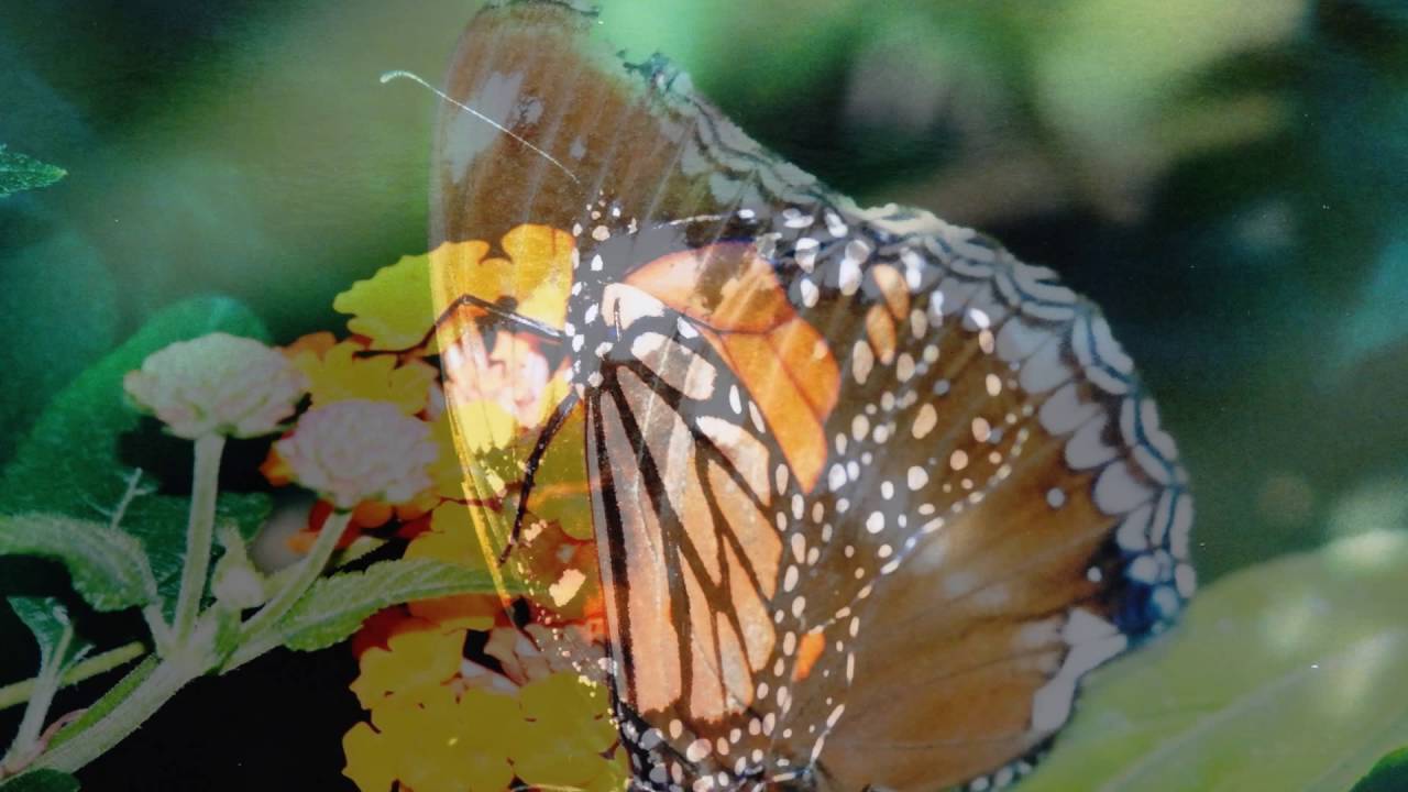 Exotic butterflies  slideshow  by Yasmin