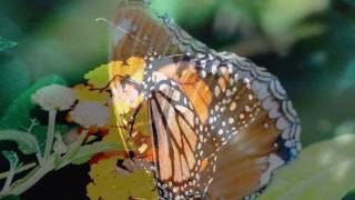 Exotic butterflies slideshow by Yasmin