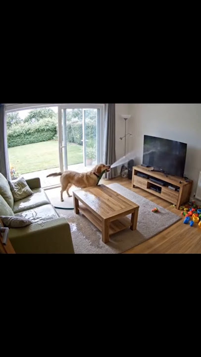 Dog Uses Water Hose in house