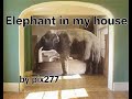 Elephant in my house