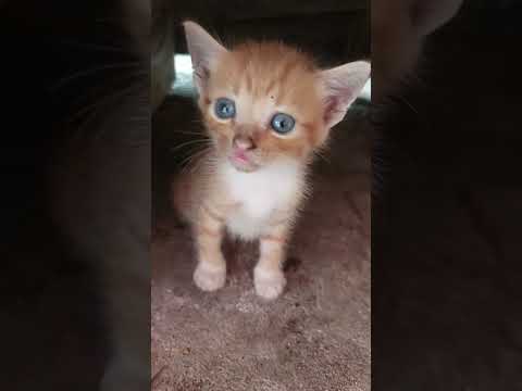 Cakepnya si bocil #shorts