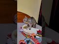 #cat #catvideos #catbiscuits