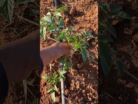 Adubação de cobertura no Tomate 🍅 🙏🏼🤠 #agro  #agronegócio #agricultura