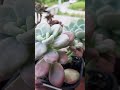 #plants #plantita #succulent #suculentas #viralvideo #garden