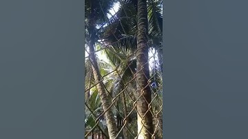 ĐỘC LẠ Có một không hai: Cây Dừa Xiêm Sinh Đôi vẫn có trái xum xuê..