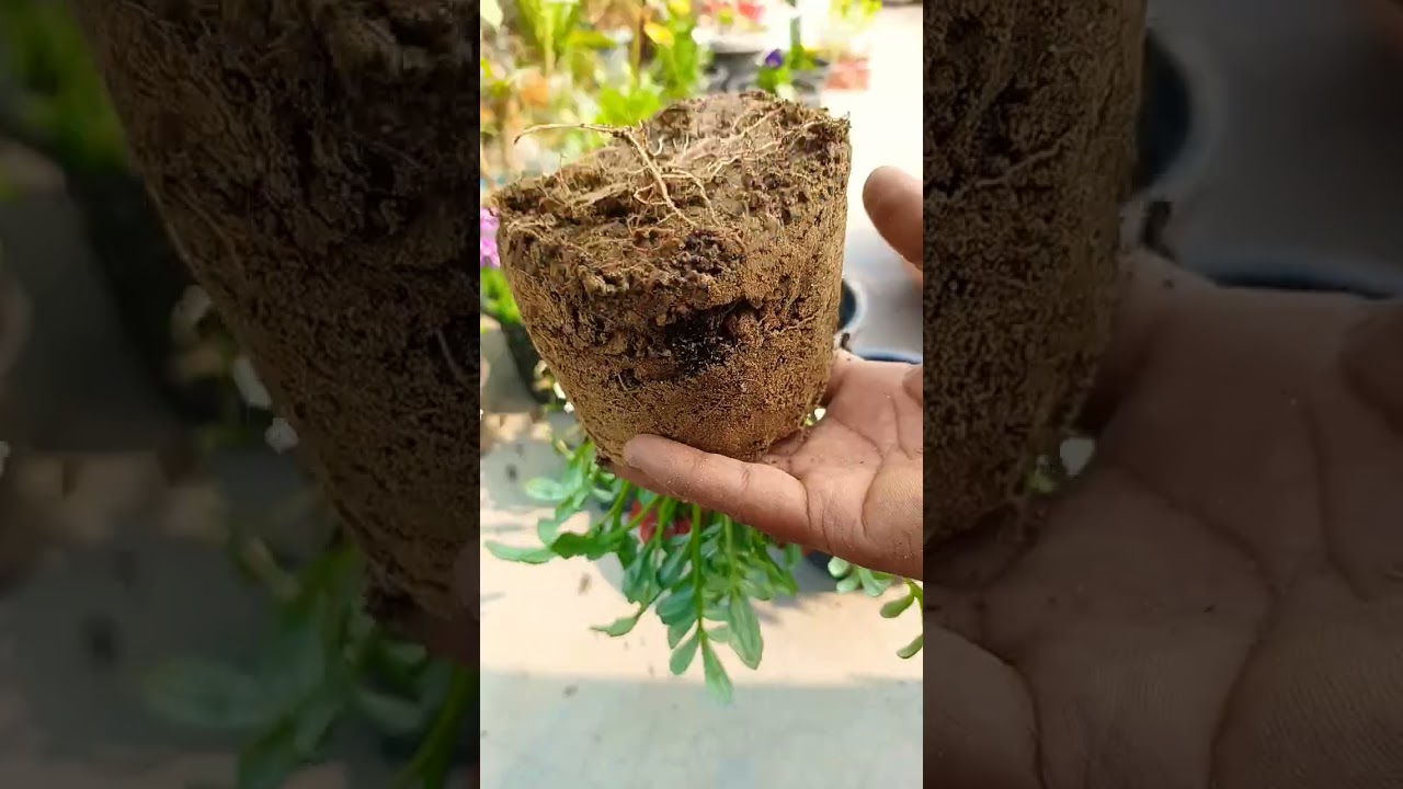 gazania plant propagation for winter | winter garden setup 