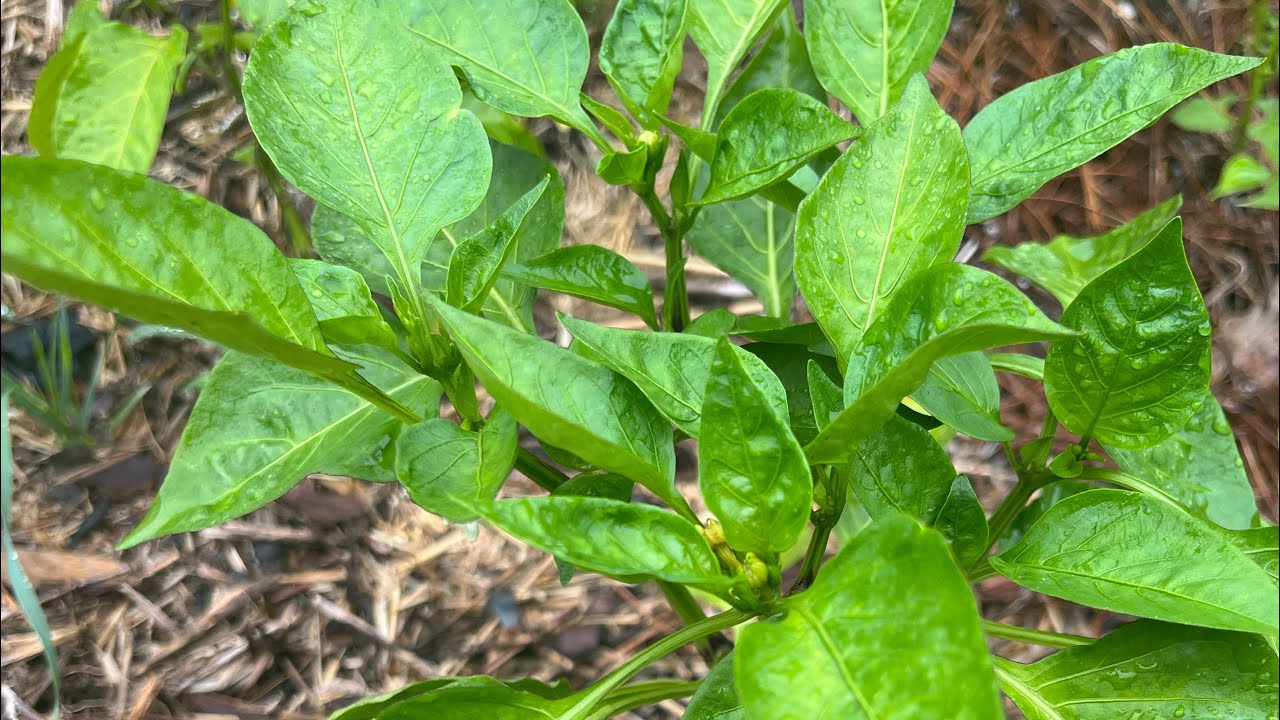 Why Aren’t My Peppers Growing? 5 Tips For Increasing Your Pepper Production