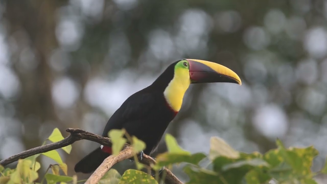 Chestnut Mandibled toucan and Fiery-Billed Aracari Calling in Esquipulas Rainforest