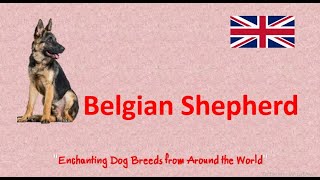 #Belgian Shepherd 'Enchanting Dog Breeds from Around the World'