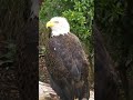 Red White & Zoo - Celebrate America's 250th at Houston Zoo