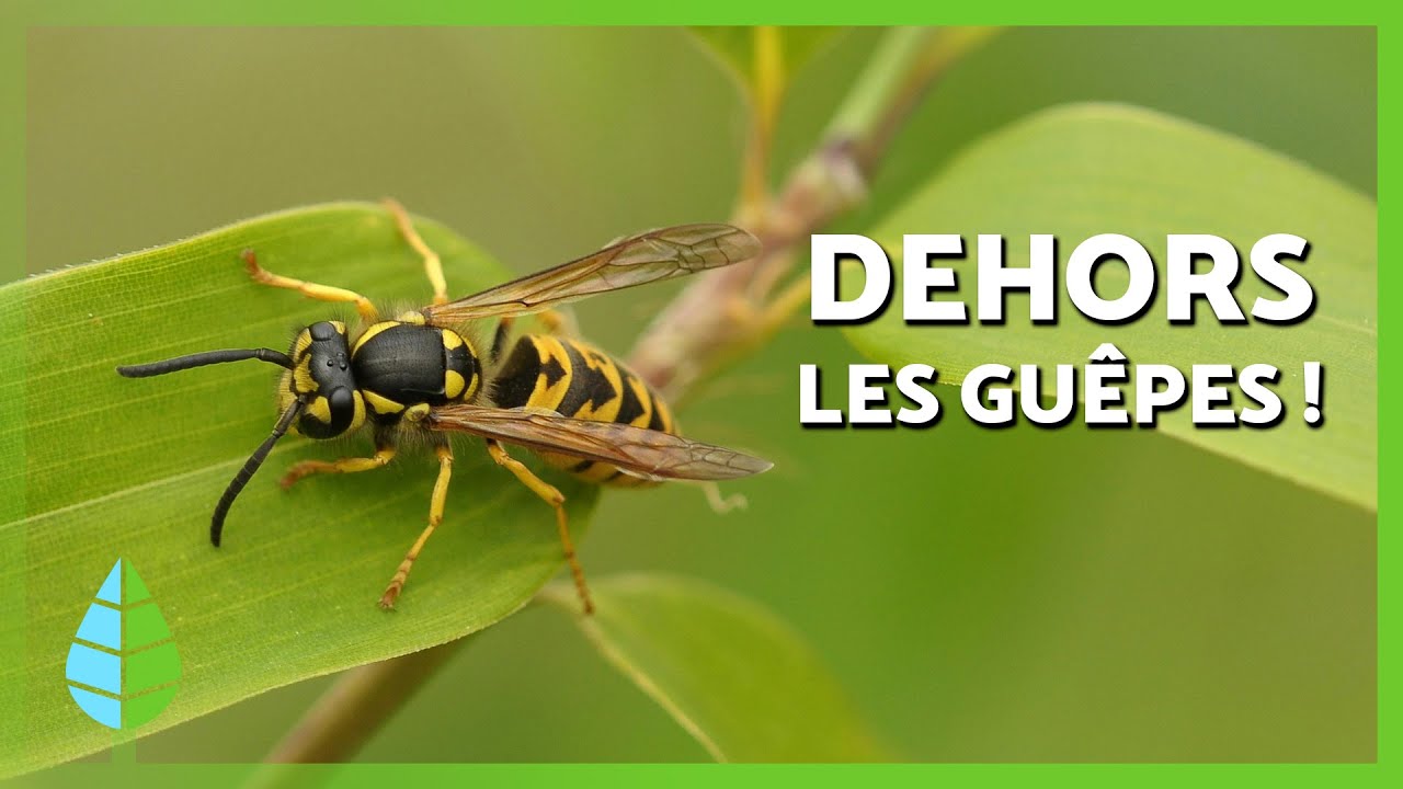 Comment Faire Fuire Les Guepes De Sa Maison