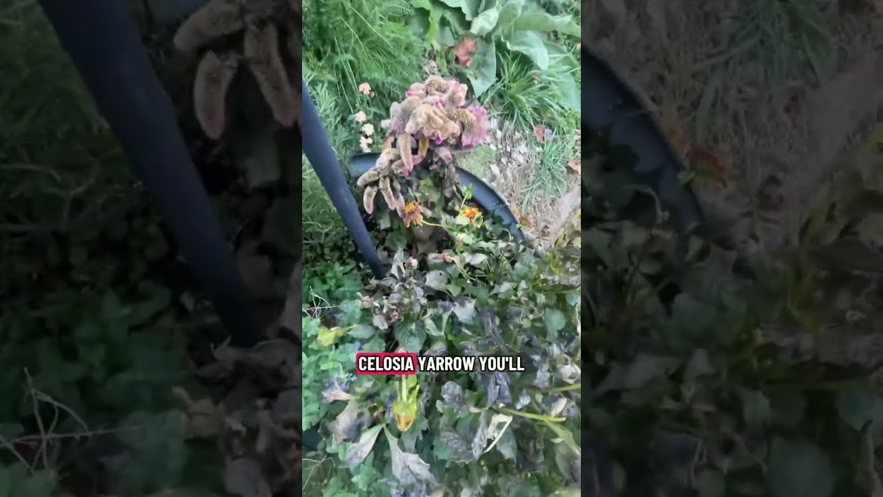 Garden Diary, Episode 1, Minor Frost Damage