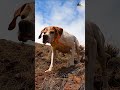 ingiliz pointer av köpeği ile tavşan keklik avları🔥Partridge hunt🔥 #shorts