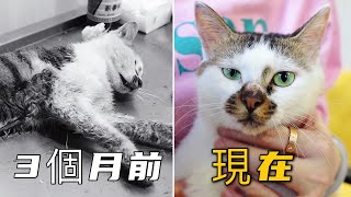 [CC SUB] 3 months have passed, how is the kitten who was abused to the point of death now?