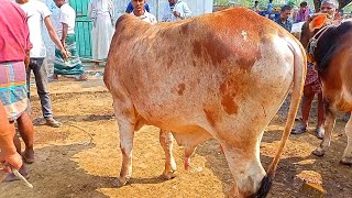 Vai koto Dam|Biggest Cow videos| paragram gorur haat | Ambari gorur haat 2022|Cow Price2022