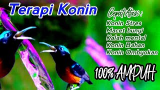 TERAPI KONIN UNTUK PANCINGAN KOLIBRI STRES AGAR CEPAT GACOR SUARA JERNIH