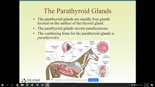 Exclusive Endocrine System Lecture Information