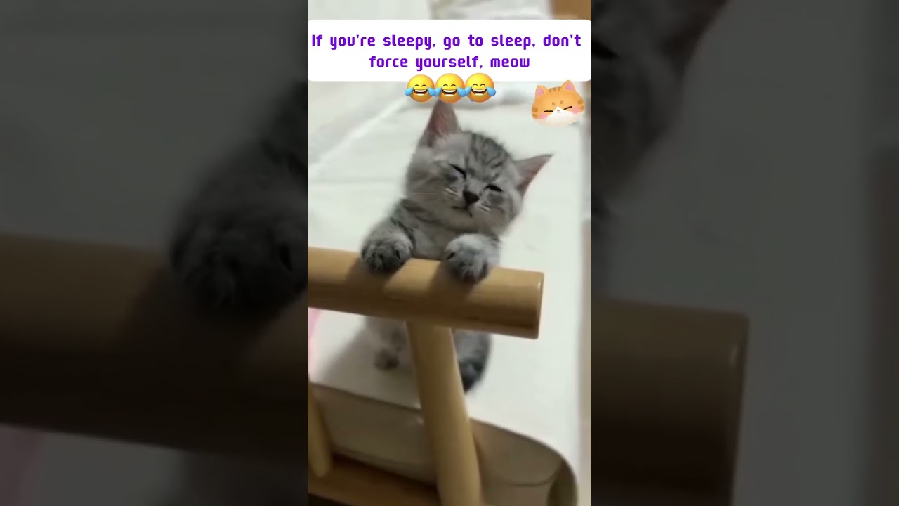 🐱CUTE KITTEN || "Sleepy But Stubborn"😊