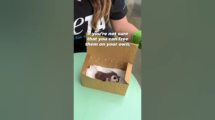 How to Help an Animal Stuck in a Glue Trap