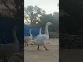 Good morning Everyone 🏞🏕🏜🦚 #neturelovers #animeshorts #animallife #goodmorning #shortvideo #bird