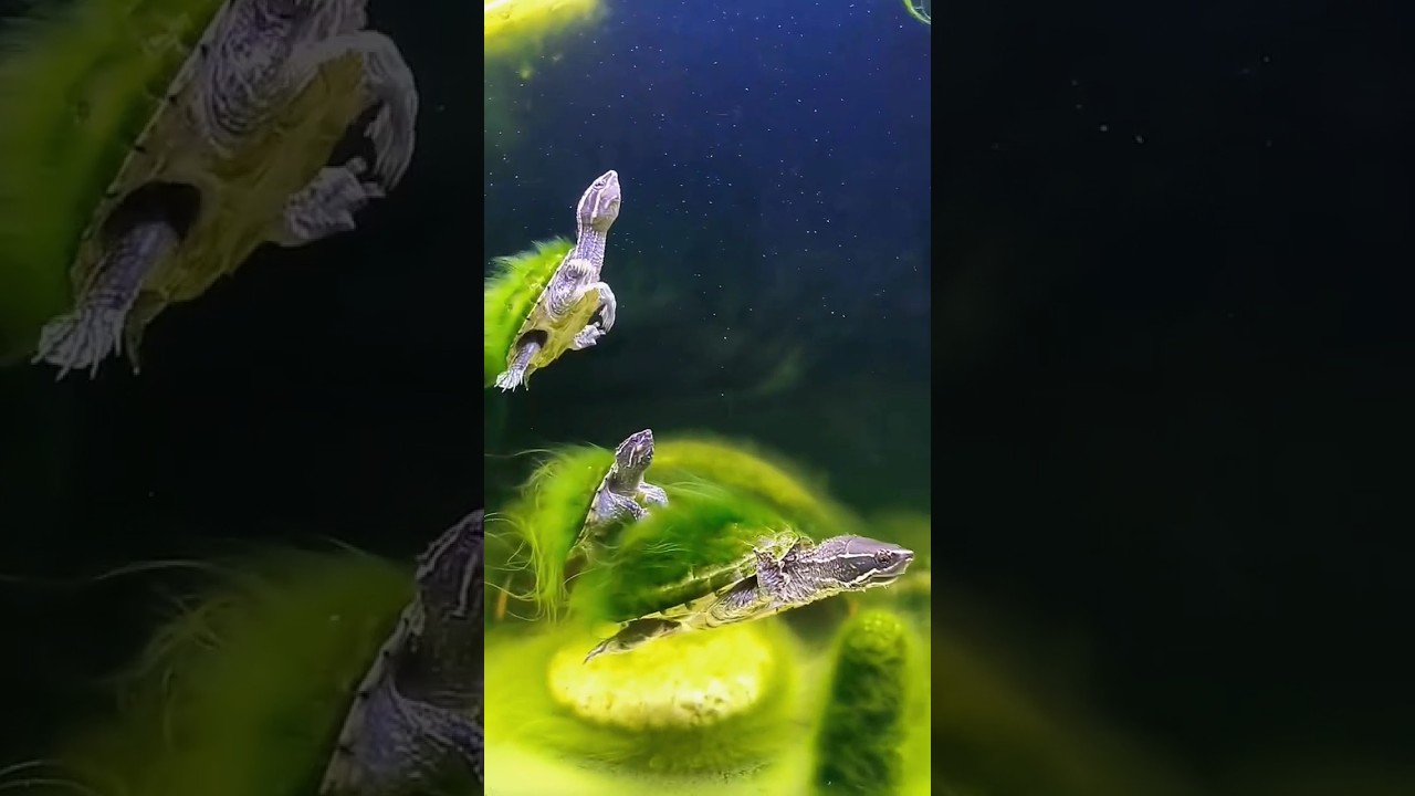 Черепашки 🐢 