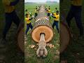 Camel Rescues From Giant Log Humanity Camel Animals Pets Funny 