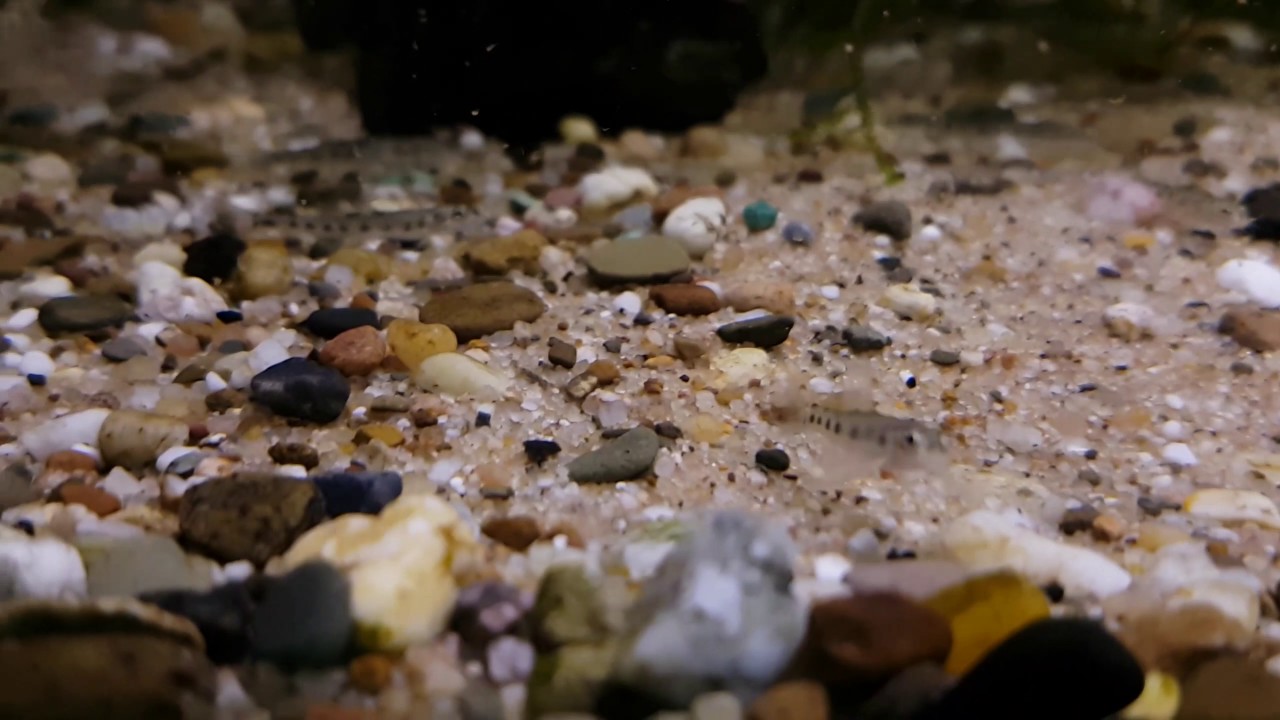 "Nemacheilus" corica (wild) bij Aquarium Speciaalzaak Utaka