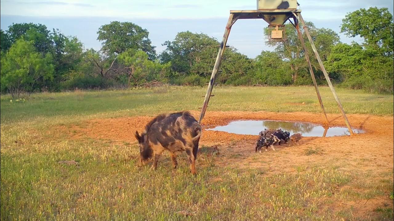 Feral Hogs are Taking Over Texas!!! Look at how many hogs came to the