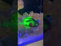 SHARK SHARK SHARK embryo is hatched at sea saw world Orlando
