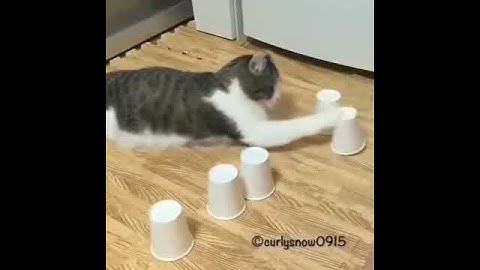 Cat playing shell game