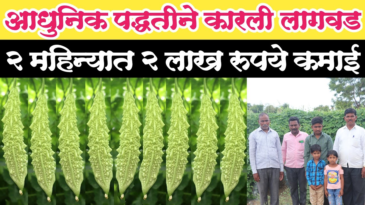 √कमी खर्चात कारले पिकाचे भरघोस उत्पादन | आधुनिक कारले लागवड कशी करावी? सुधारित मंडप बांधणी